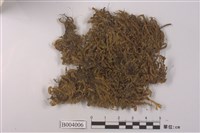 藏品(擬油苔)的圖片